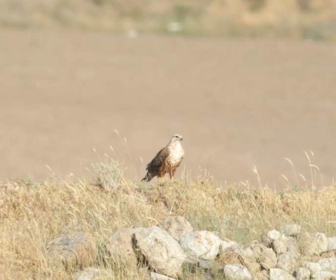 Long-legged Buzzard