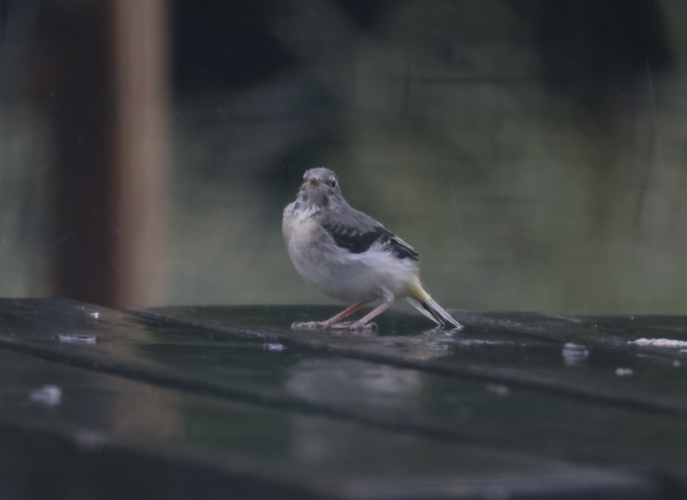 Grey Wagtail