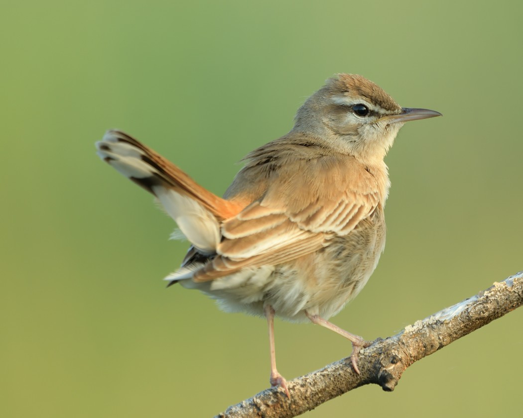 Rufous-tailed Scrub Robin