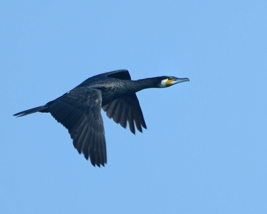 Great Cormorant