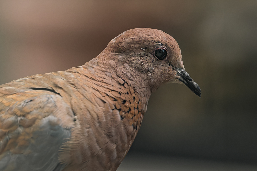 Laughing Dove