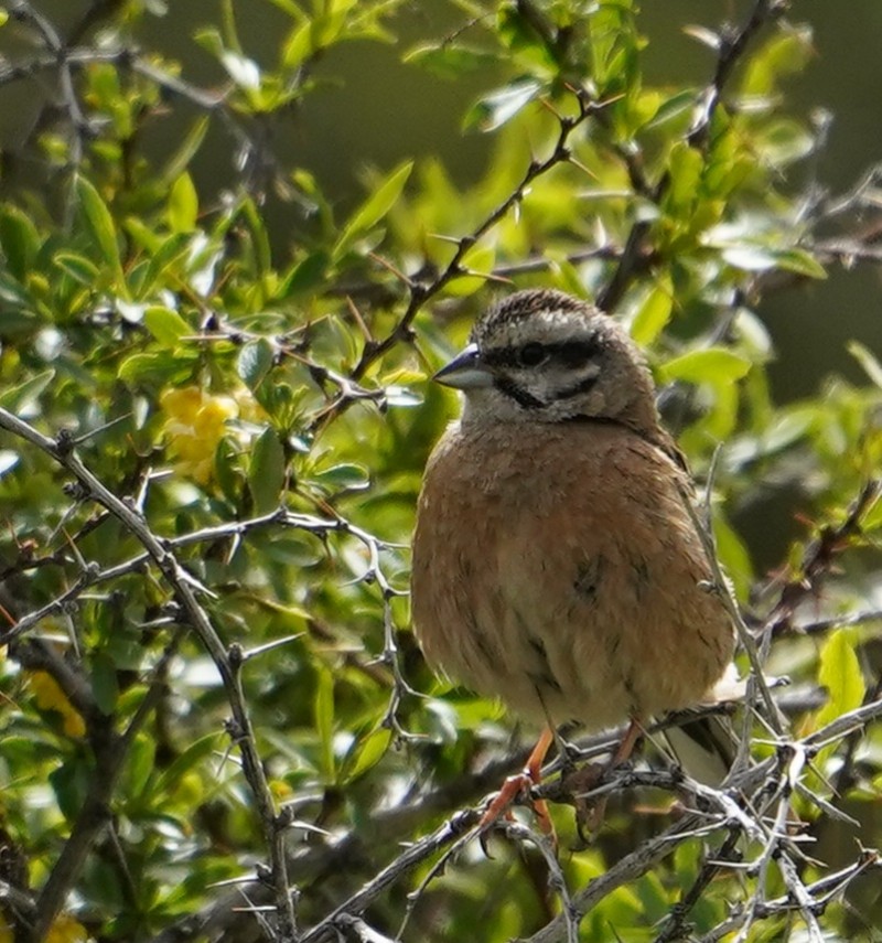 Rock Bunting