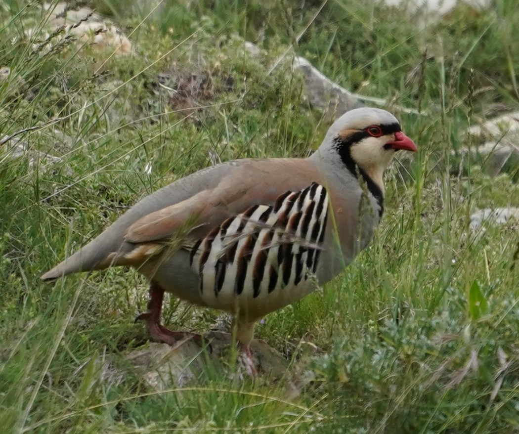 Chukar Partridge