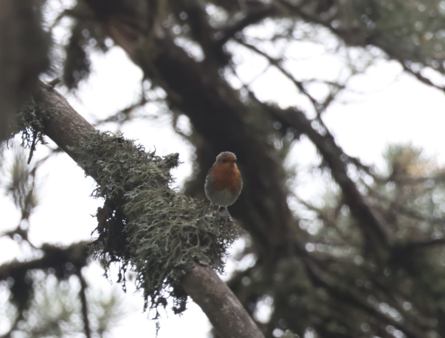 European Robin