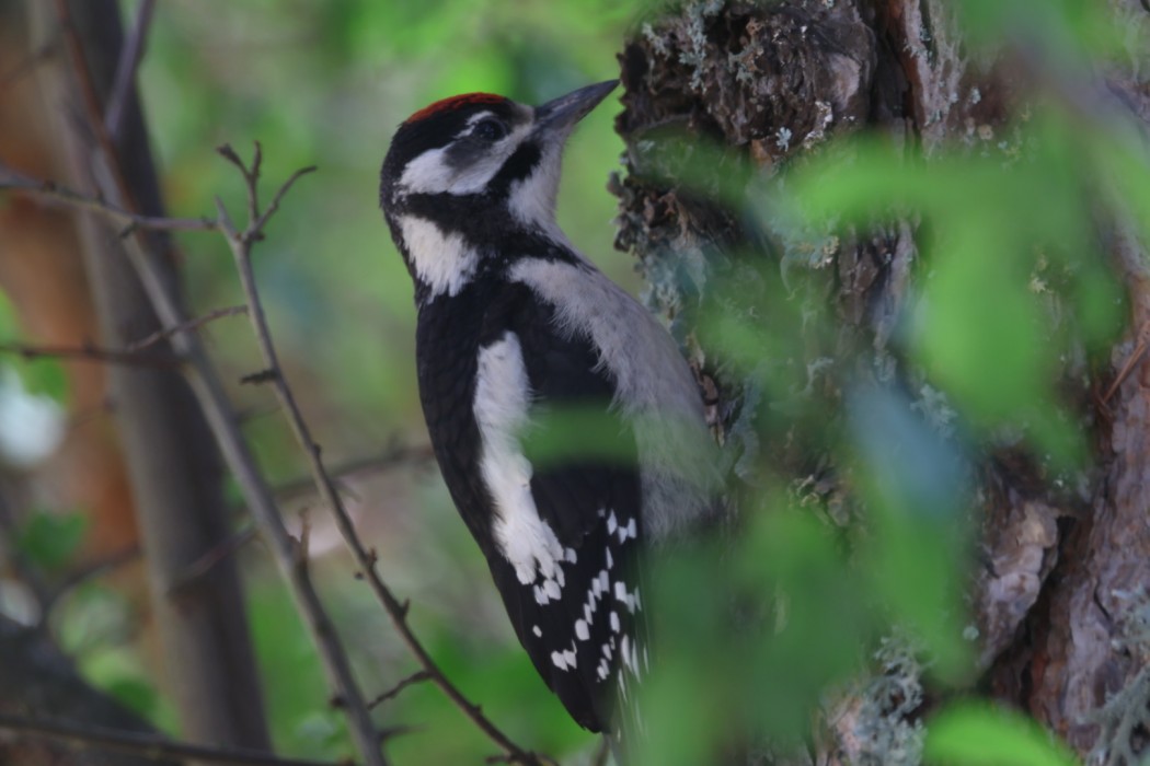 Great Spotted Woodpecker