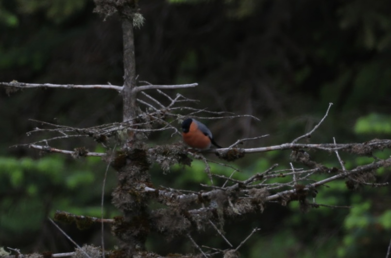 Eurasian Bullfinch