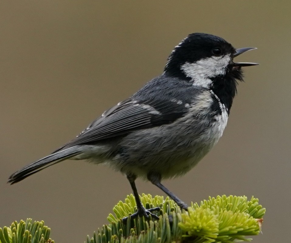 Coal Tit