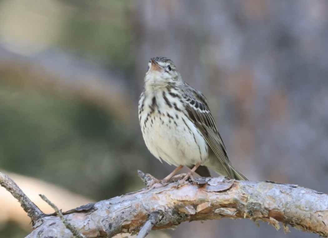 Tree Pipit