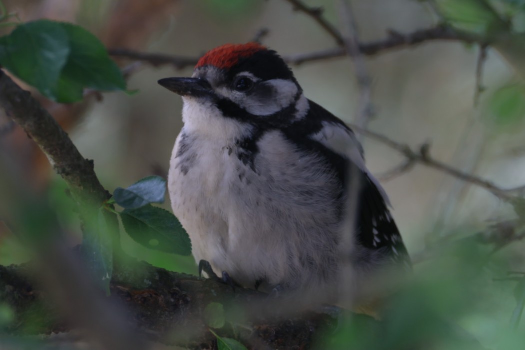 Great Spotted Woodpecker