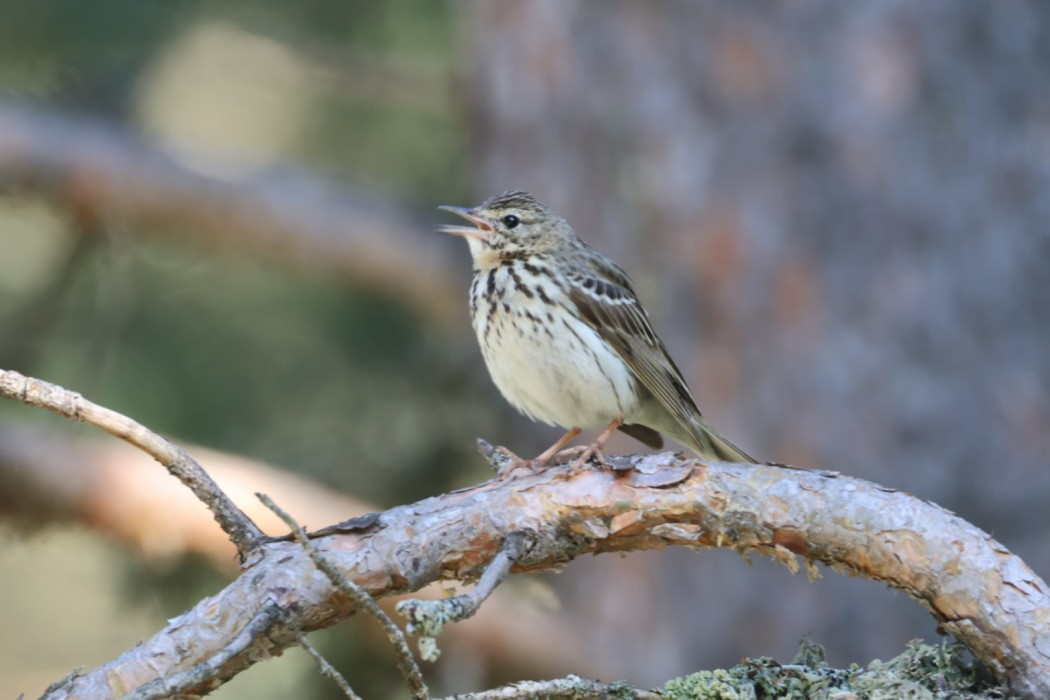 Tree Pipit