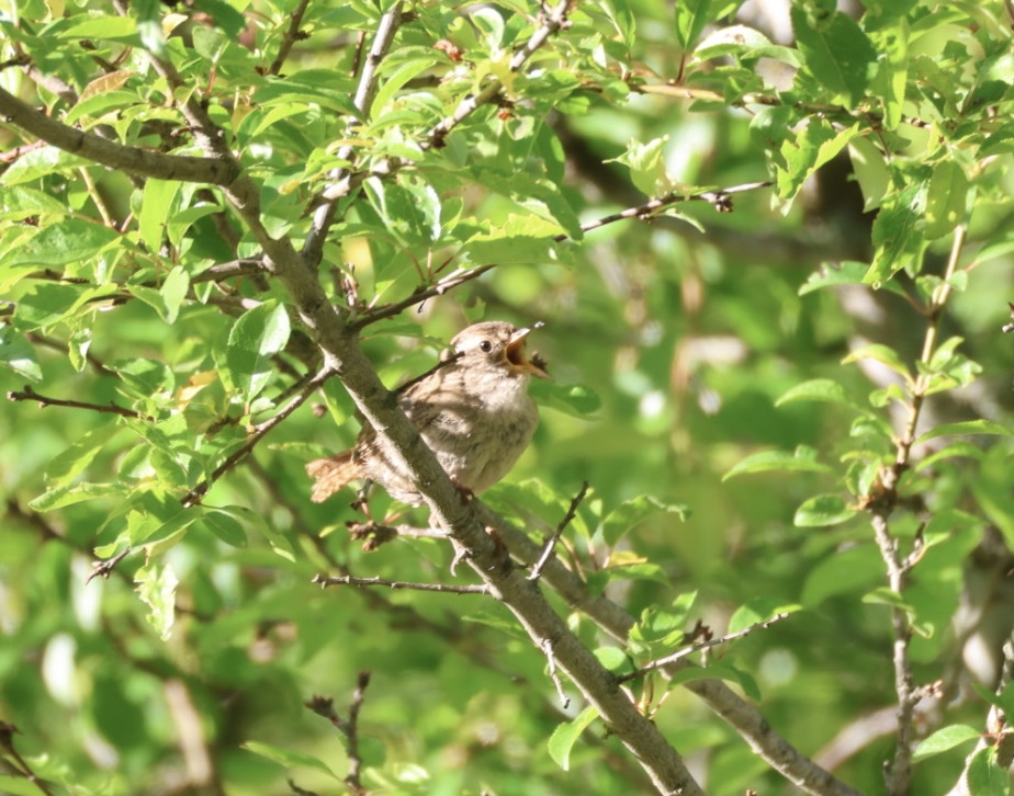 Eurasian Wren
