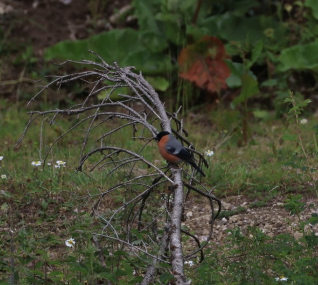 Eurasian Bullfinch
