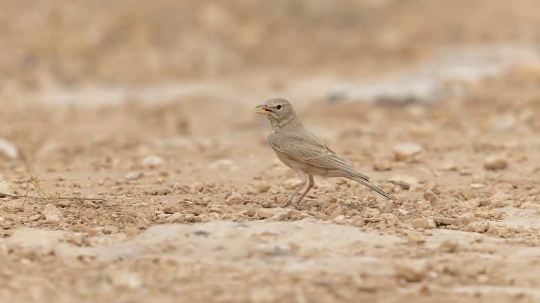 Desert Lark