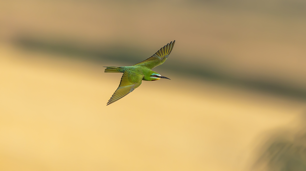 Blue-cheeked Bee-eater