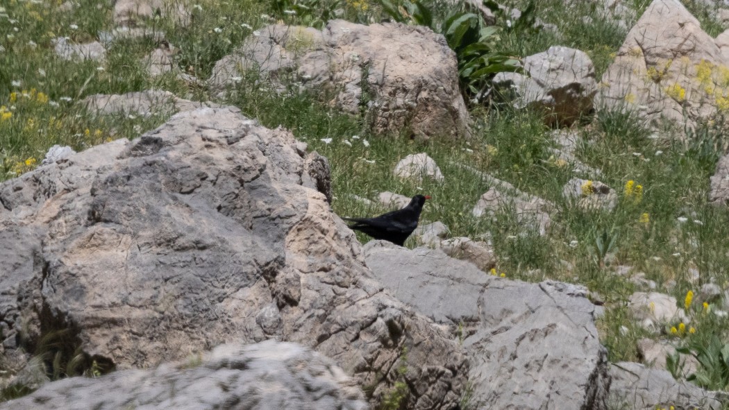 Red-billed Chough