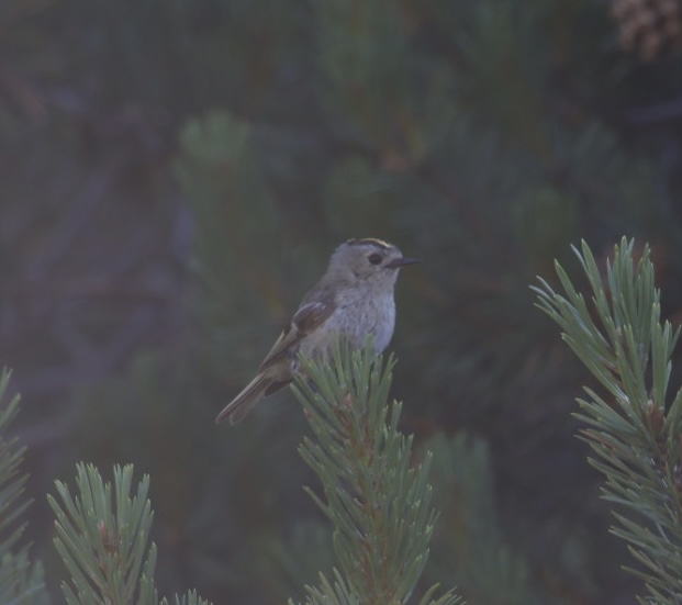 Goldcrest
