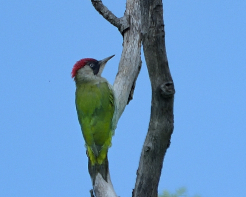 European Green Woodpecker