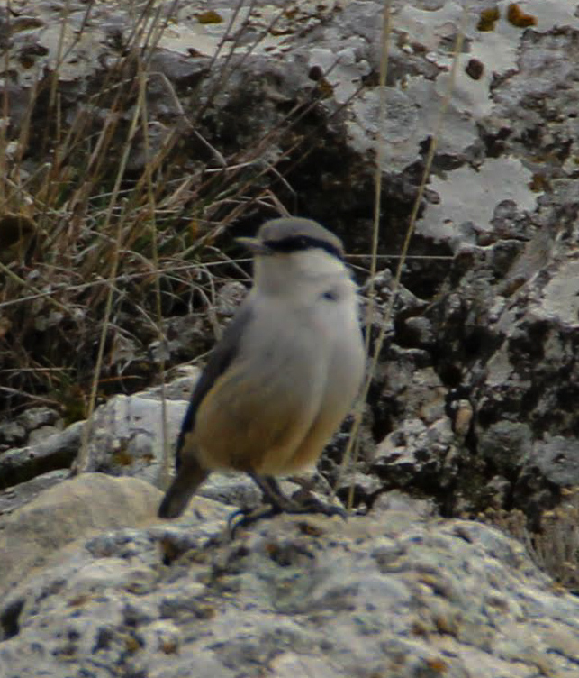 Western Rock Nuthatch