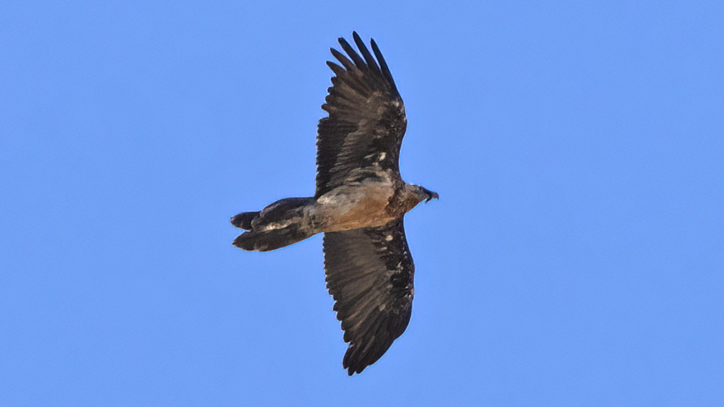 Bearded Vulture
