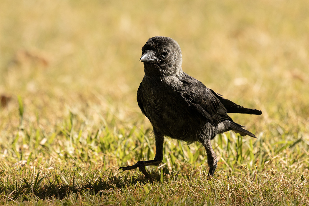 Western Jackdaw