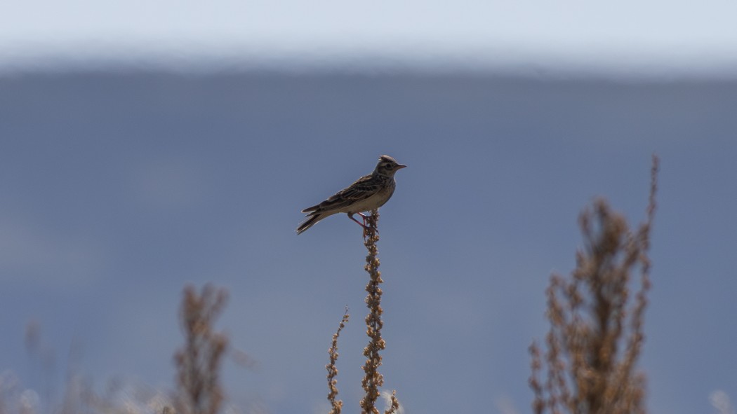 Eurasian Skylark