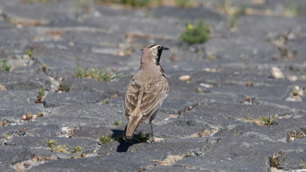 Horned Lark