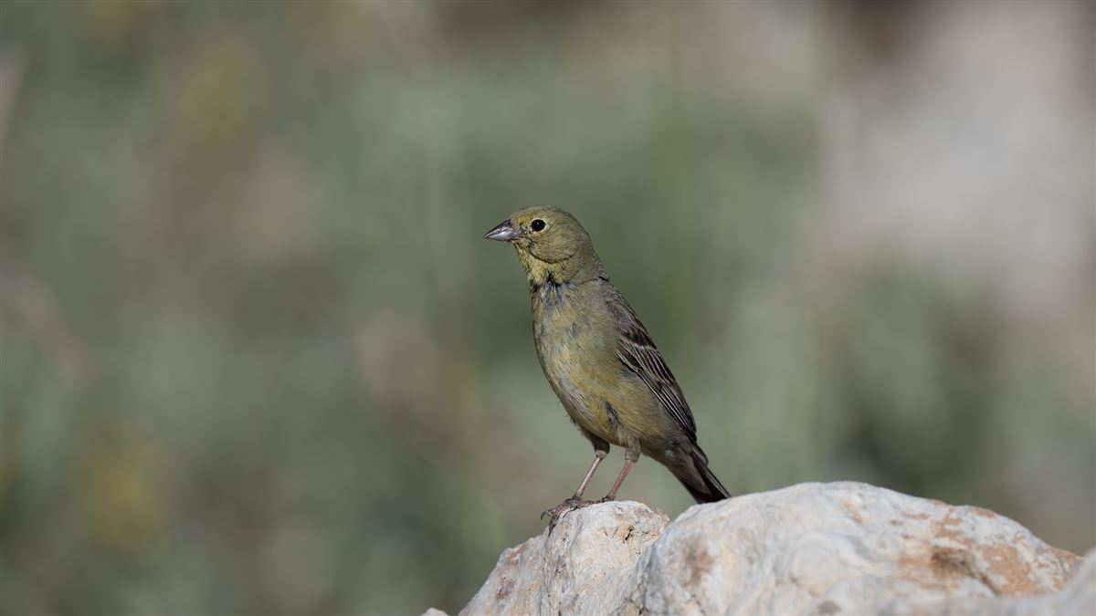 Cinereous Bunting