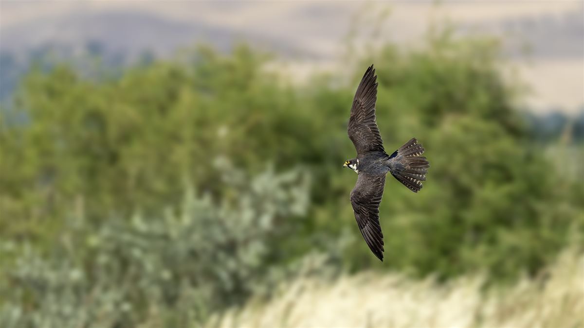 Eurasian Hobby