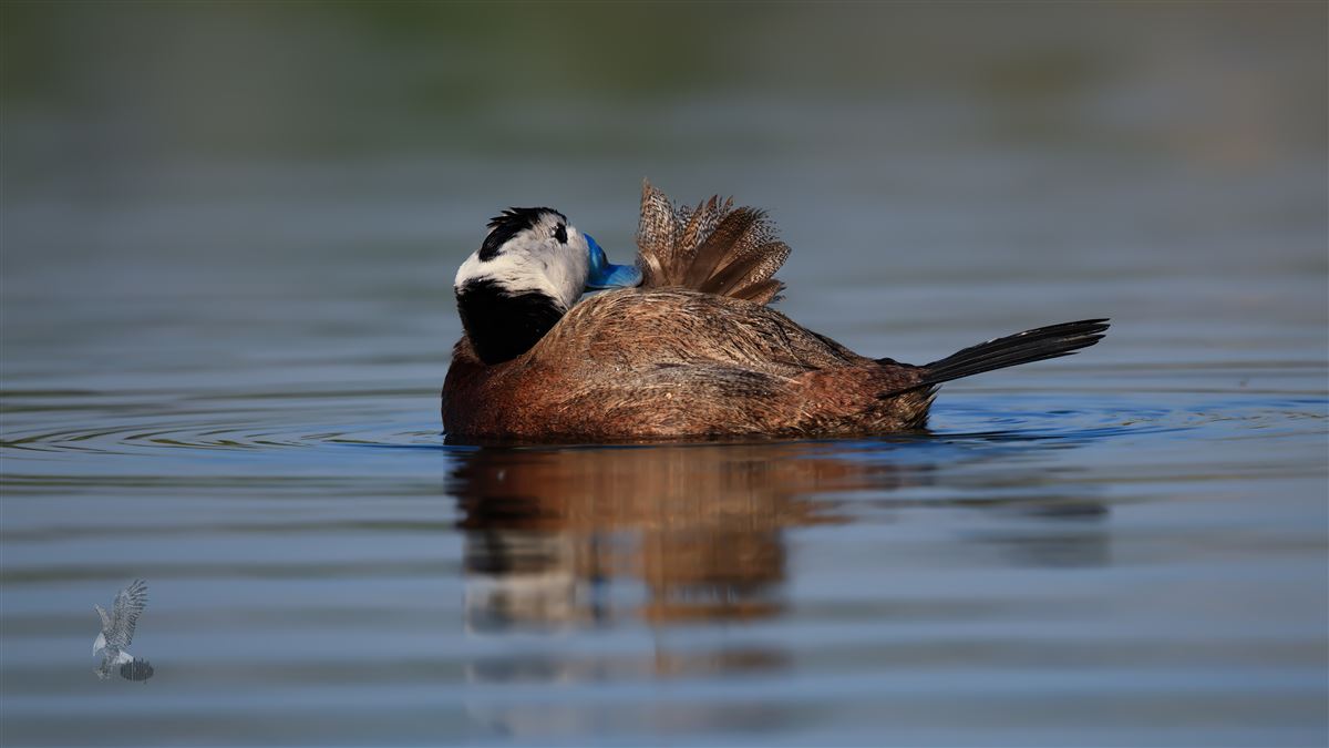 White-headed Duck