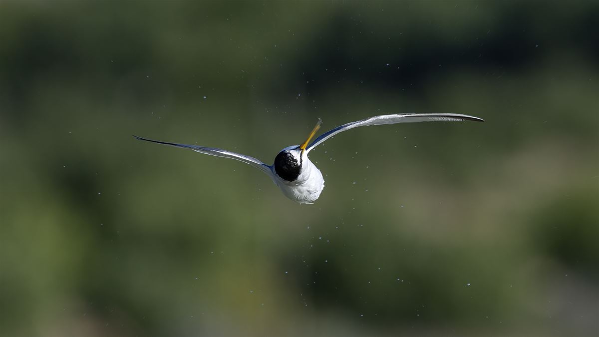 Little Tern