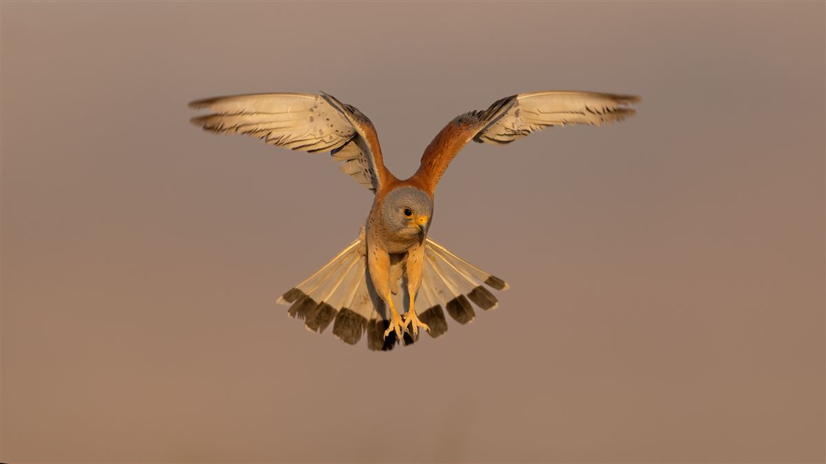 Lesser Kestrel