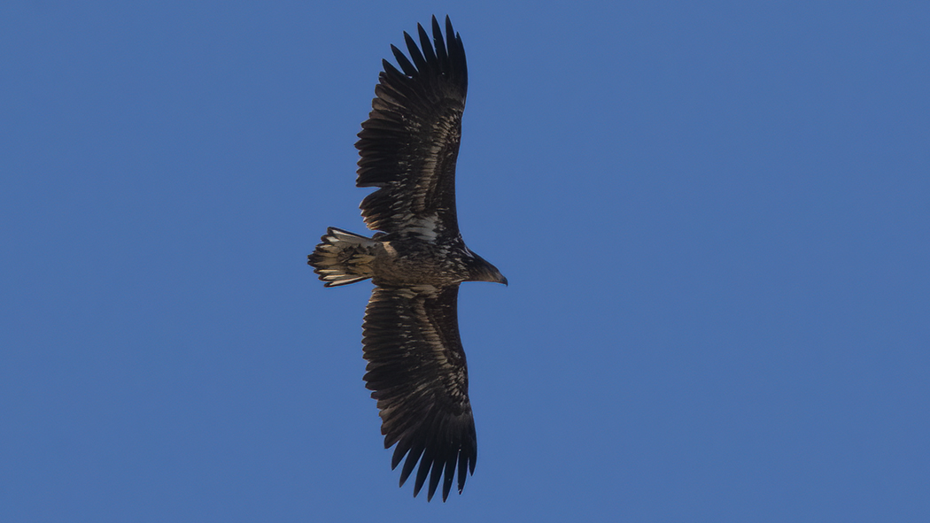 White-tailed Eagle