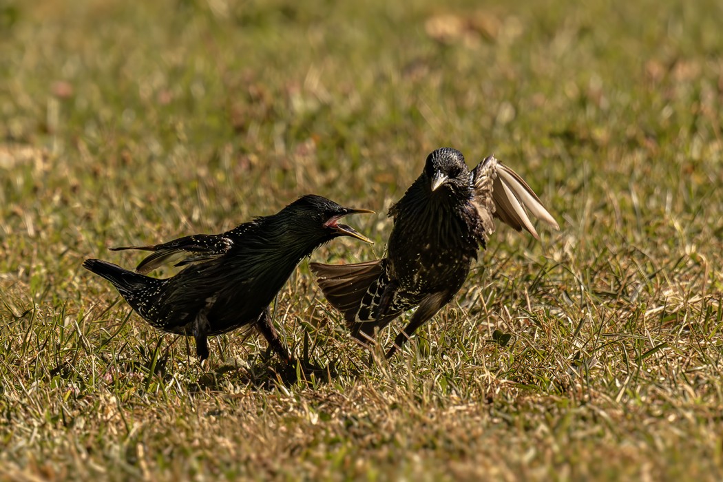 Common Starling