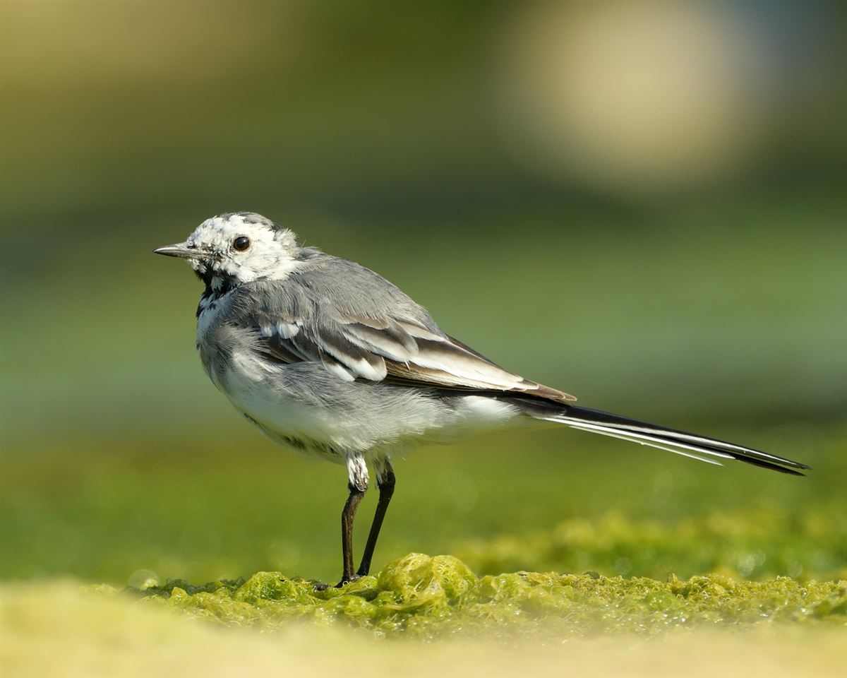 White Wagtail