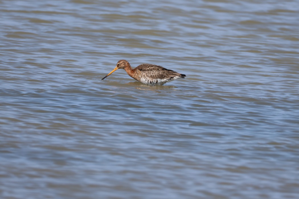 Black-tailed Godwit