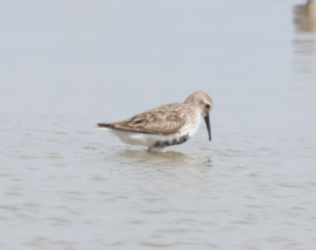 Dunlin