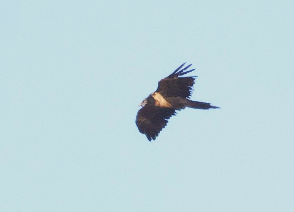 Bearded Vulture