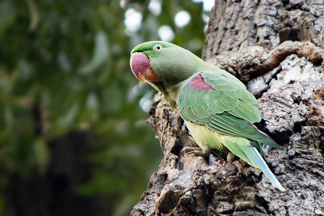 Alexandrine Parakeet