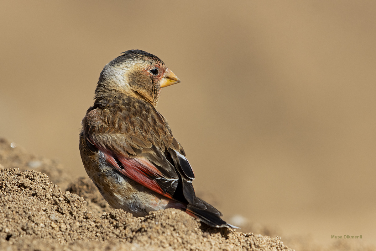 Crimson-winged Finch