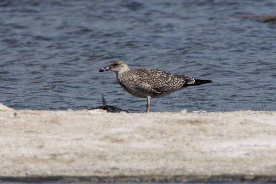 Lesser Black-backed Gull