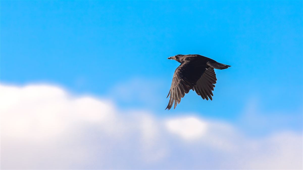 Rook