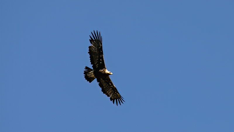 Golden Eagle