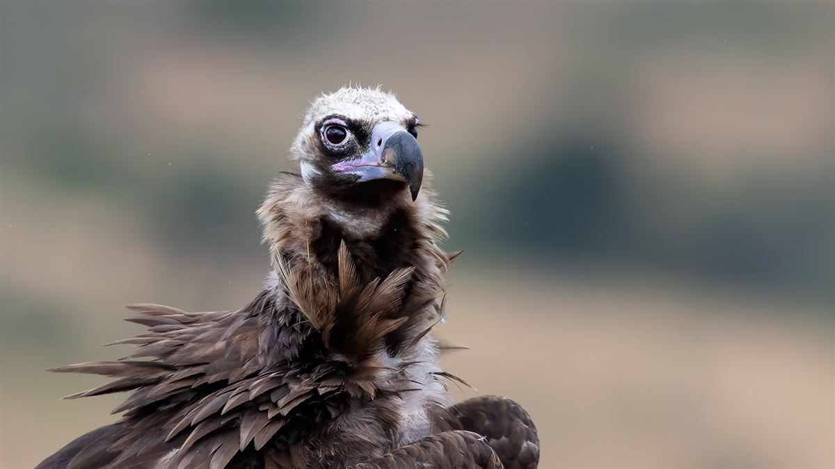 Cinereous Vulture