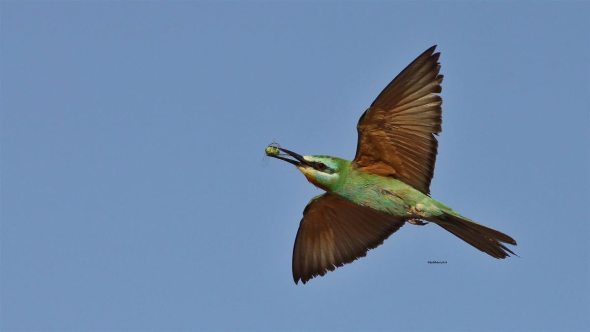 Blue-cheeked Bee-eater