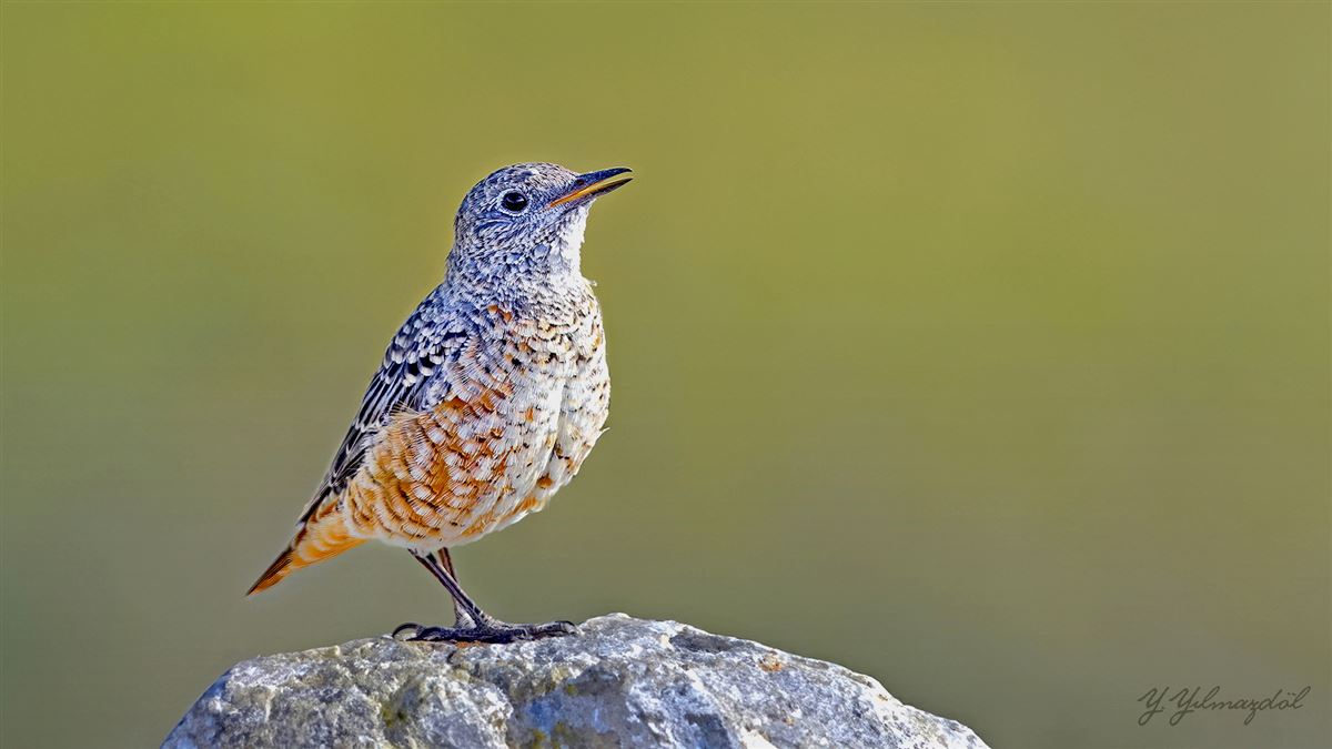 Common Rock Thrush