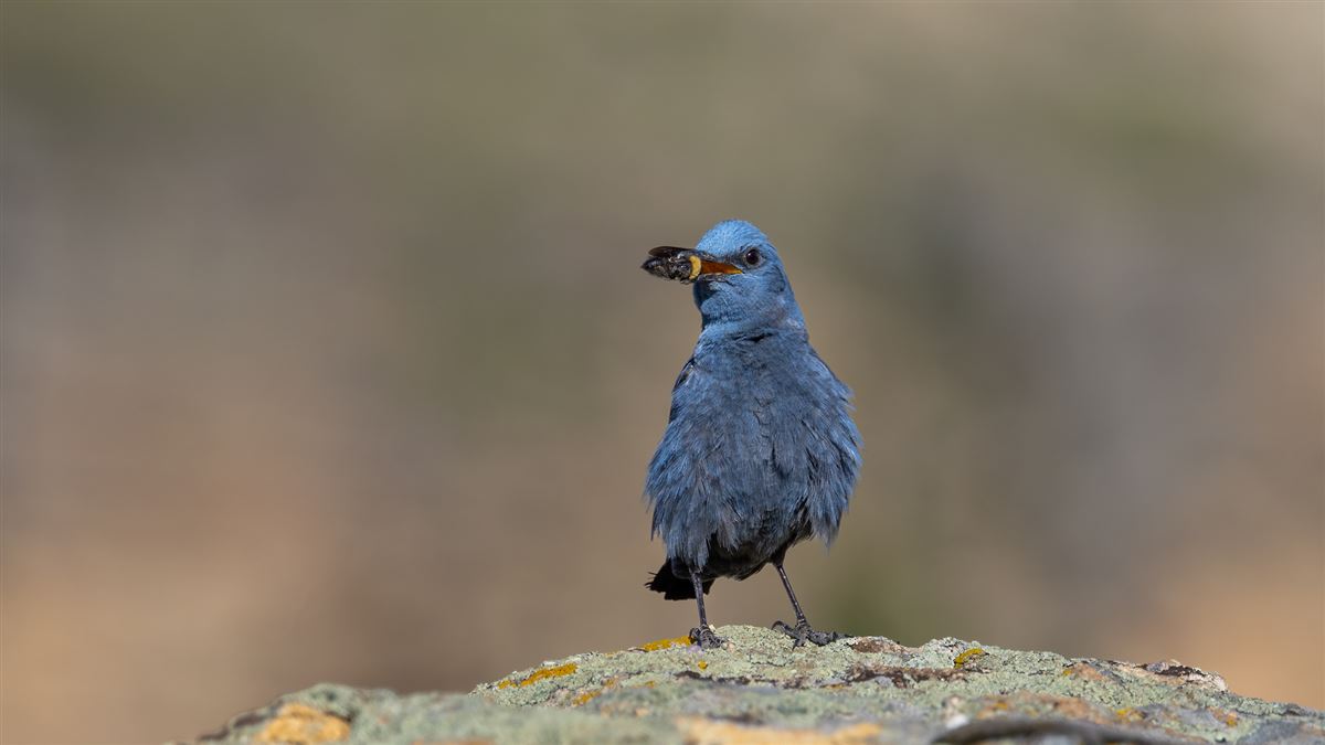 Blue Rock Thrush