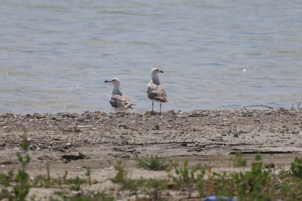 Yellow-legged Gull