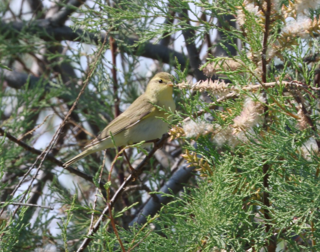 Willow Warbler