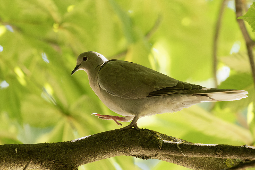 Eurasian Collared Dove