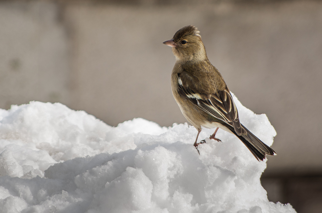 Eurasian Chaffinch